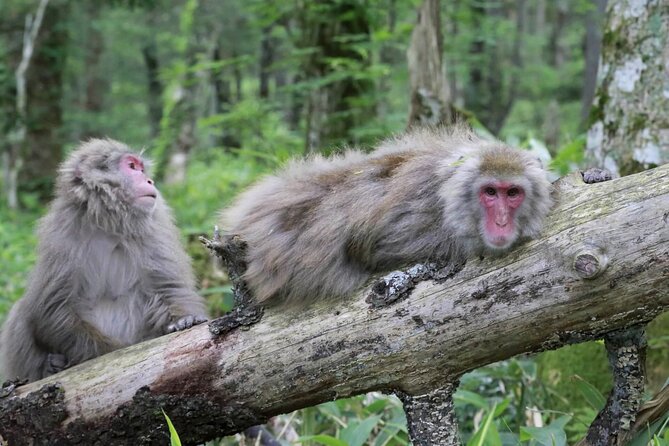 1-Day Tour From Nagano and Matsumoto Kamikochi & Matsumoto Castle - Conclusion