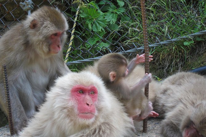 Explore Jigokudani Snow Monkey Park With a Knowledgeable Local Guide - Meeting Point and Departure Time