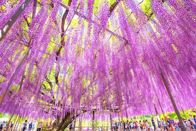 Hitachi National Seaside Parks Flowers & Ashikaga Flower Park - Directions and Logistics