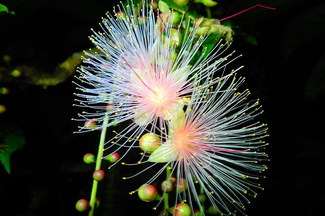 Iriomote Island Sagaribana Viewing Tour (Limited From June to August) - Assistance and Product Code