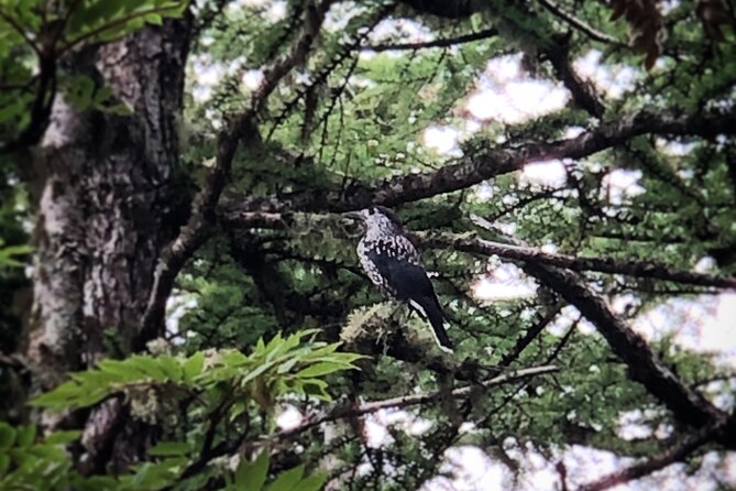 Mt Fuji Nature Guide for Family and Couple - Cancellation Policy Details