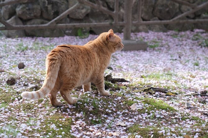 Photo Shoot in Kyoto (Starter Pack) - Meeting Point and End Location