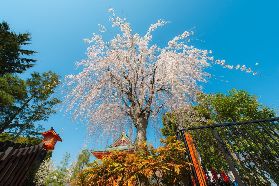 Sakura in Tokyo: Cherry Blossom Experience - Common questions