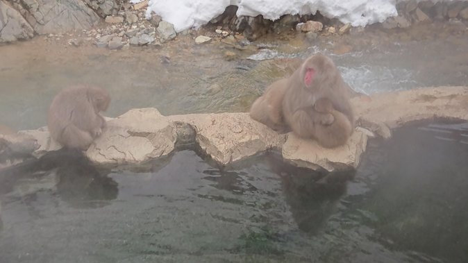 Snow Monkey, Shiga Kogen Roman Museum With Lunch Buffet - Common questions