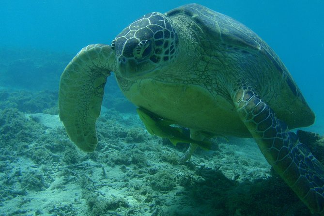 Swim With Sea Turtles at Kerama Islands - Conclusion