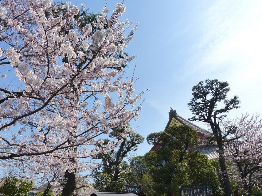 Tokyo: Private Cherry Blossom Experience - Reserve Now