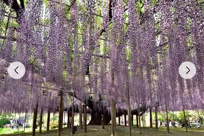 Tokyo Private Day Tour by Car With English Speaking Driver Guide - Common questions