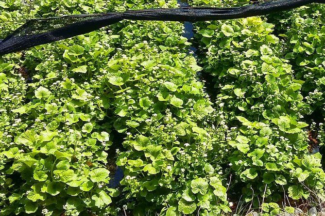 Wasabi Farm Discovery Walking Tour - Frequently Asked Questions