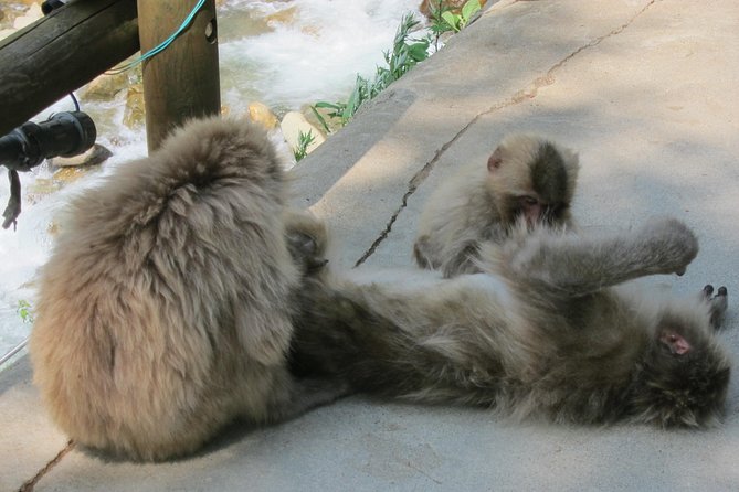 Explore Jigokudani Snow Monkey Park With a Knowledgeable Local Guide - Cancellation Policy