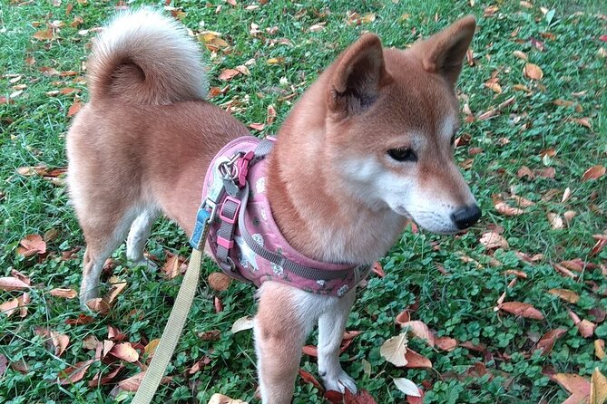 Exploring Everyday Life in Downtown Tokyo Walking With Shiba-Inu - Last Words