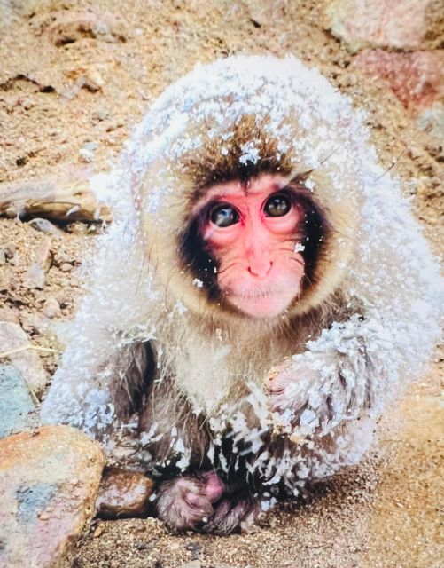 From Tokyo or Nagano: Jigokudani Snow Monkey Park & Zenko-Ji - Common questions