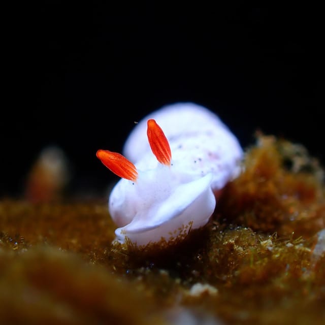 Kanto 10-Hour Chartered Day Trip｜ Izu - Directions for a Seamless Experience