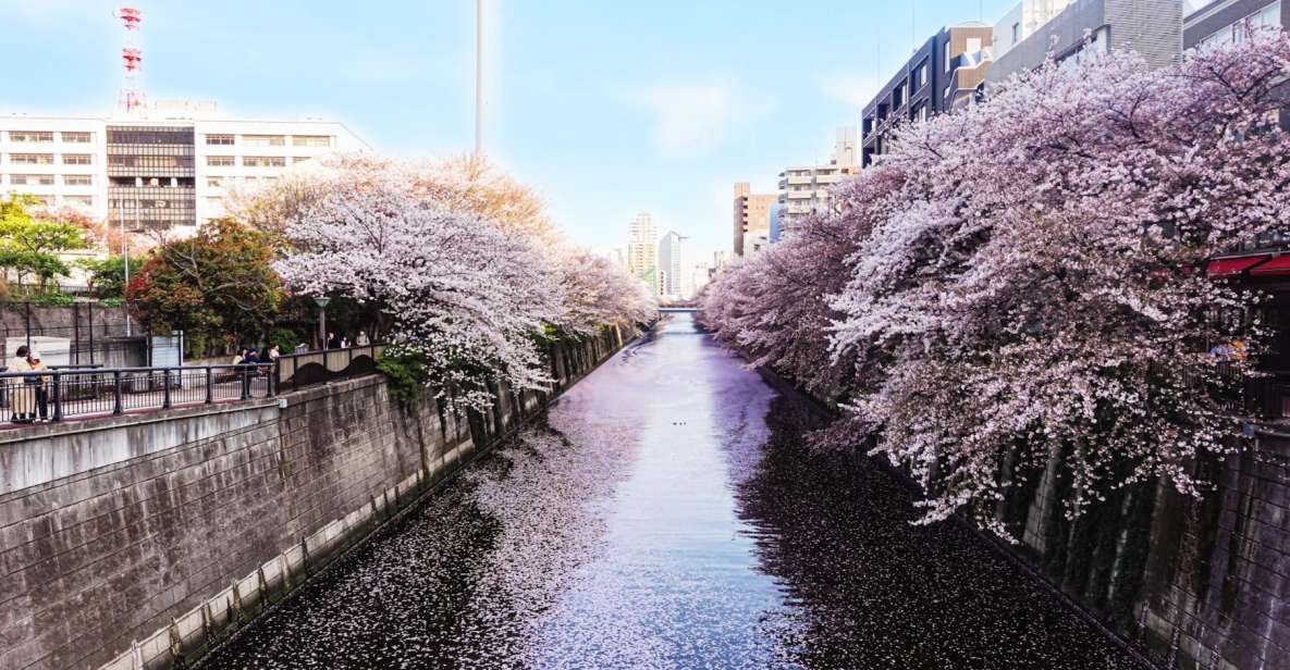 Licensed Guide Tokyo Meguro Cherry Blossom Walking Tour - Frequently Asked Questions
