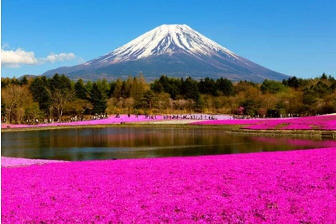 Mt Fuji, Hakone Private Tour by Car With Pickup - Contact Information