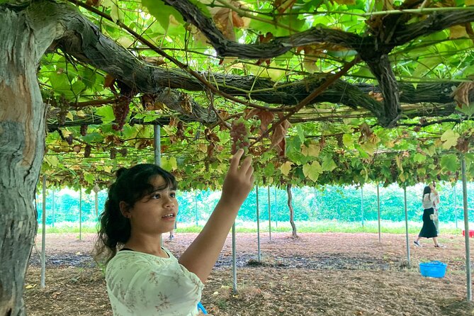 Mt. Fuji, Mt Fuji Panoramic Ropeway & Seasonal Fruits Picking - Visitor Reviews Summary