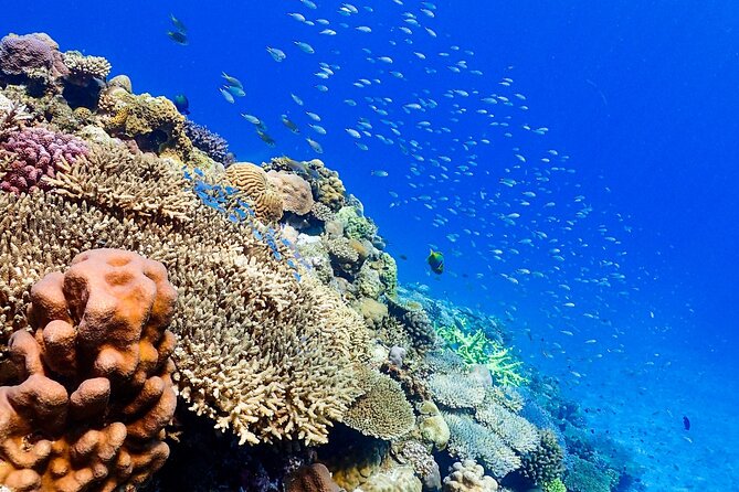 Okinawa: Scuba Diving Tour With Wagyu Lunch and English Guide - Frequently Asked Questions