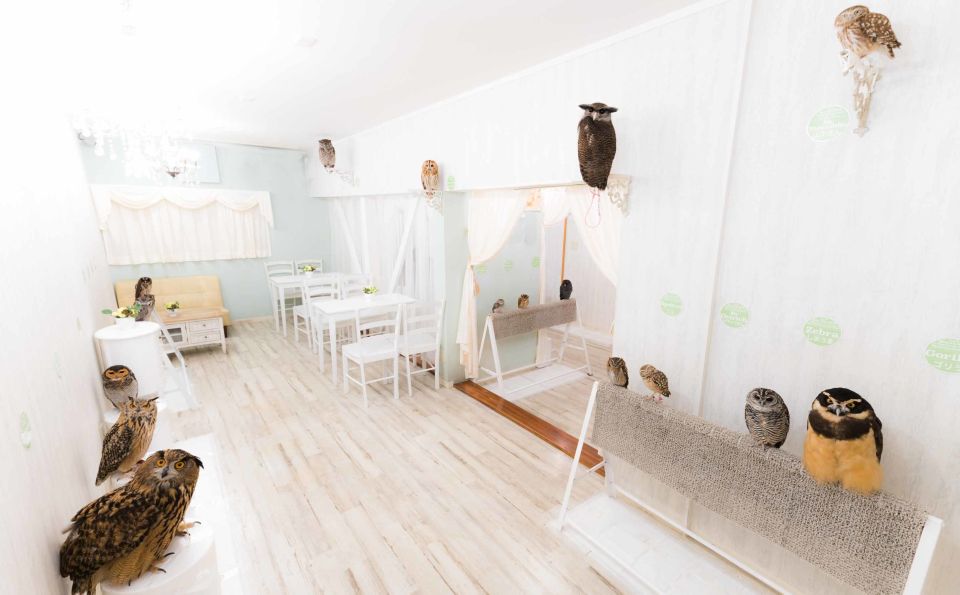 Owl Cafe Tokyo Akiba Fukurou - Conclusion
