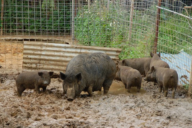 Sugarcane Cutting Experience With Okinawas Grandfather - Conclusion
