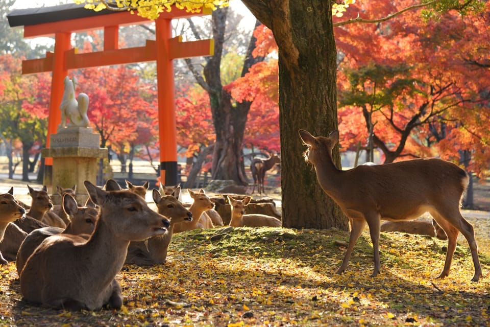Kyoto and Nara Golden Route 1 Day Bus Tour From Kyoto - Conclusion