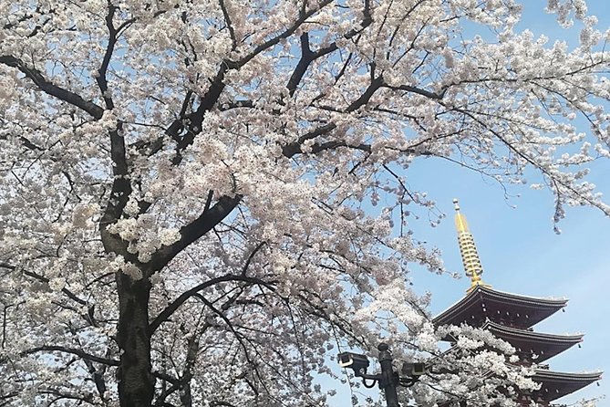 Tokyo Highlights, Meiji Shrine, Asakusa, Ueno & Tokyo National Museum - Common questions