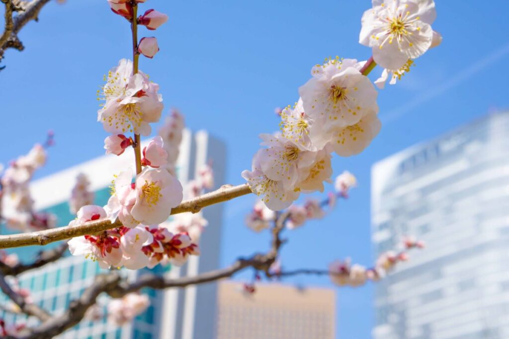 Hama Rikyu Gardens Cherry Blossom