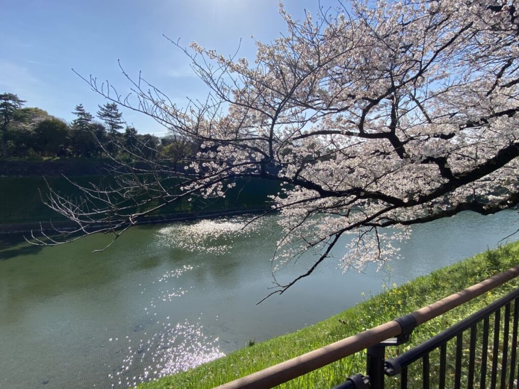 Imperial Palace East Gardens Cherry Blossom