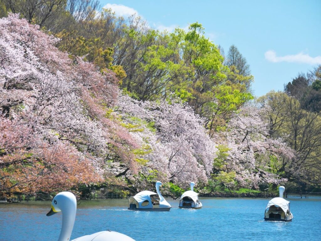 Inokashira Park Cherry Blossom