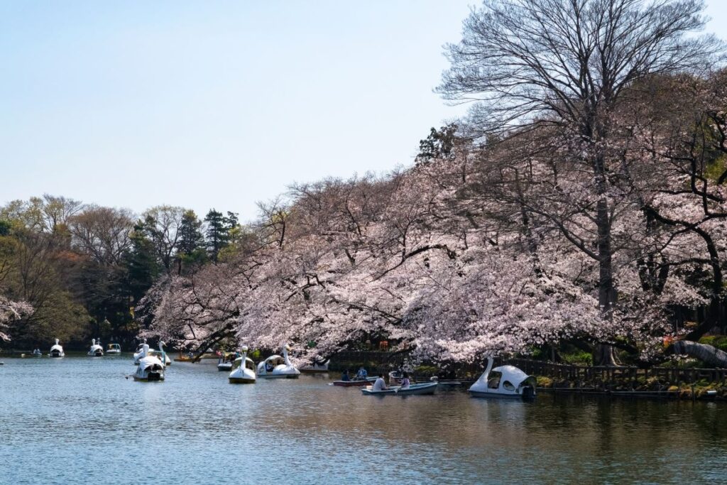 Inokashira Park Cherry Blossom