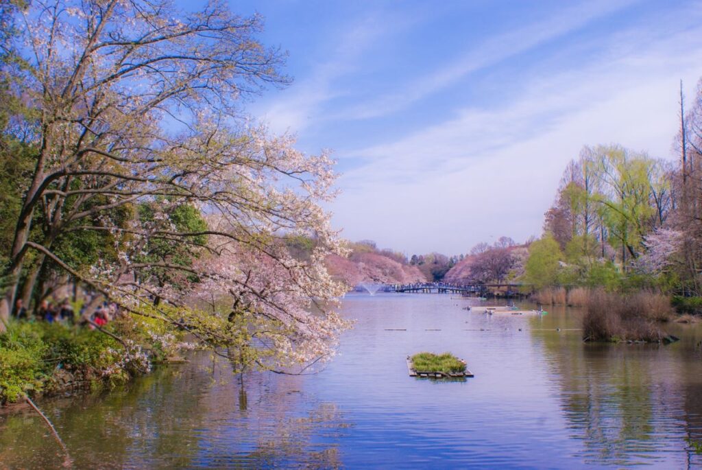 Jindai Botanical Gardens Cherry Blossom