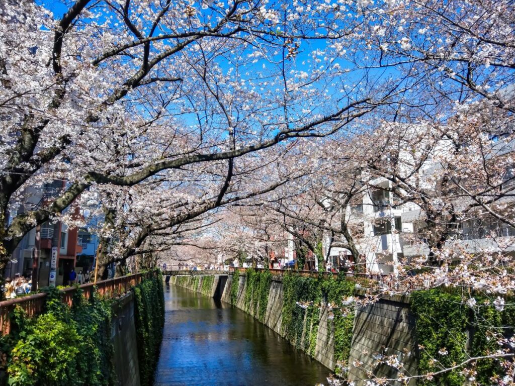 Meguro River Cherry Blossom