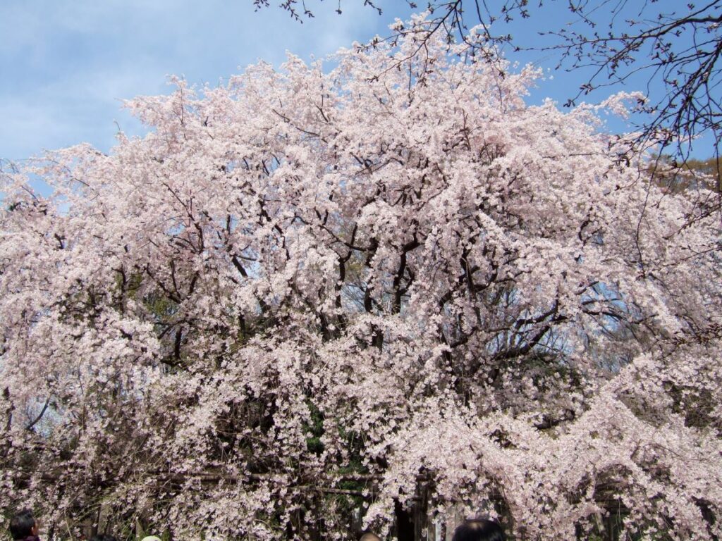 Rikugien Garden Cherry Blossom