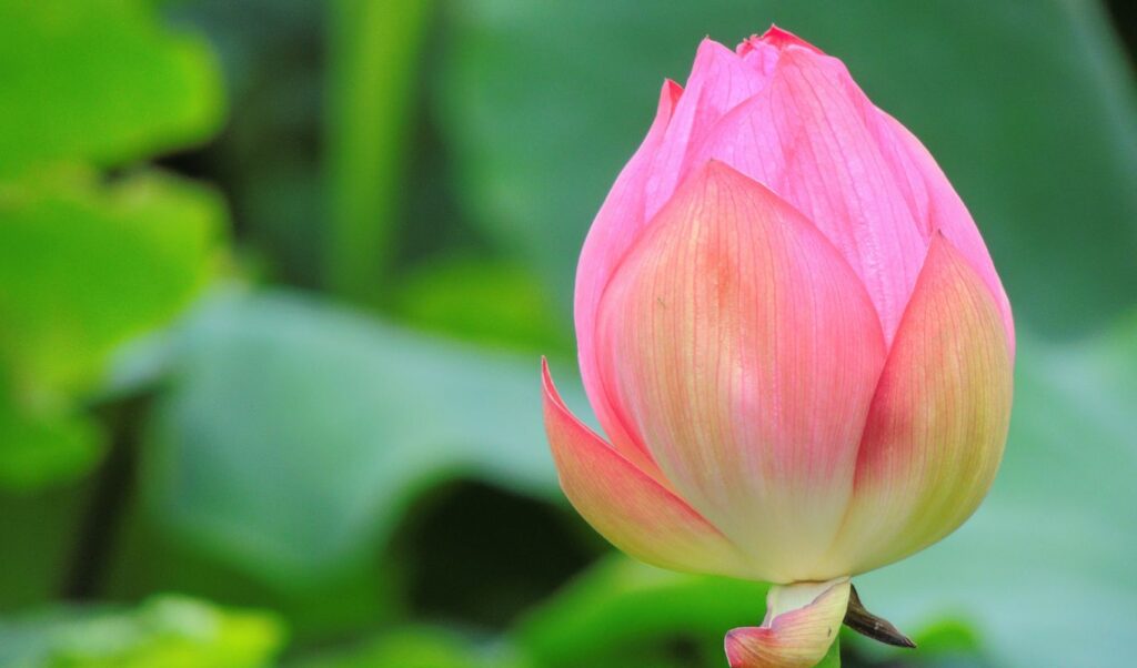 Shinobazu Pond Ueno park Tokyo