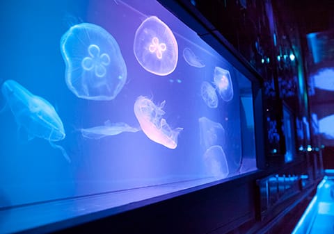 Tokyo Aquarium Guide