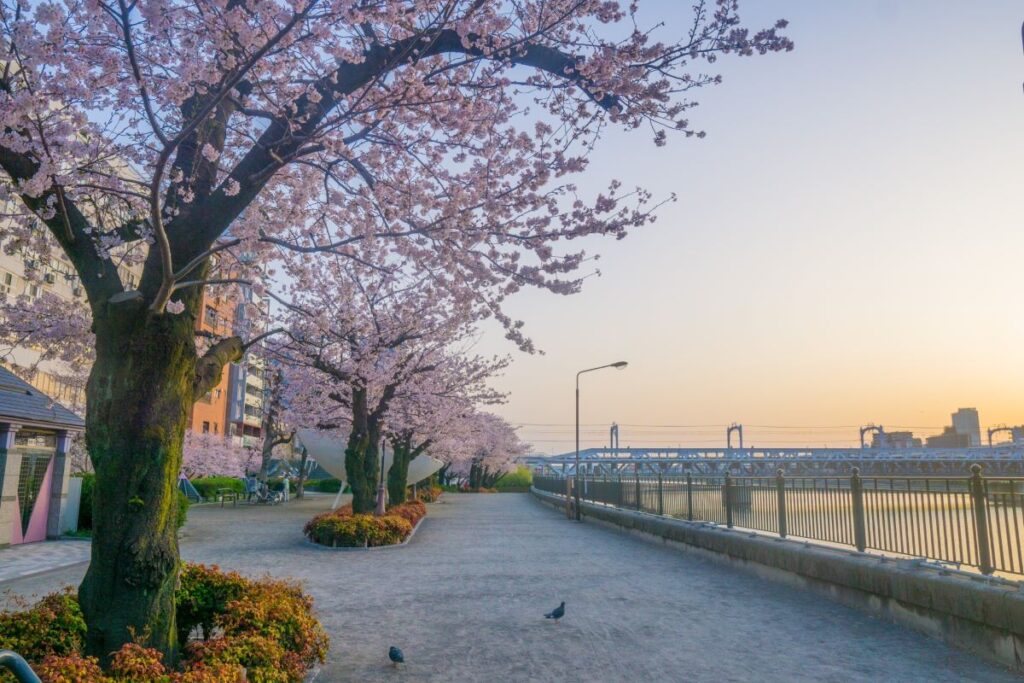 Sumida Park Cherry Blossom