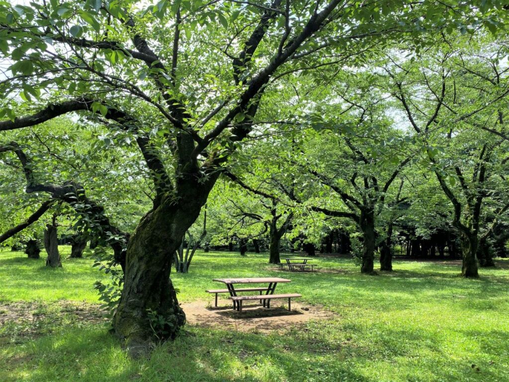 Yoyogi Park