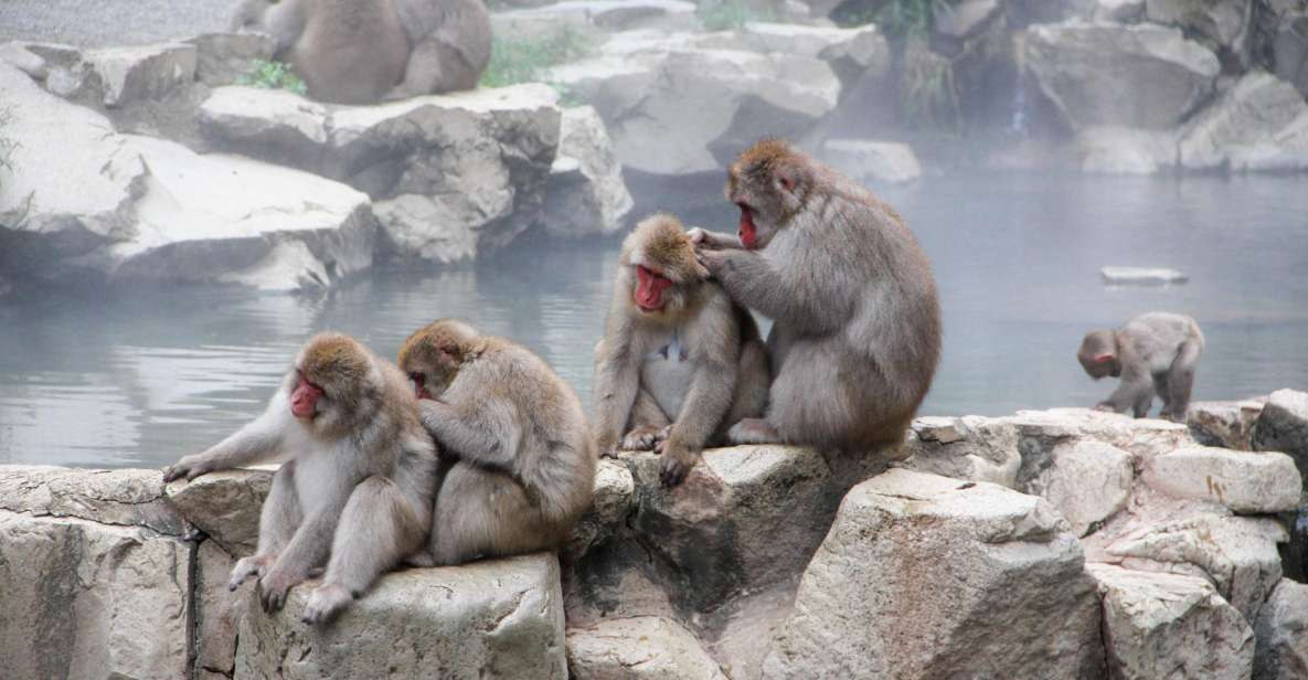 From Tokyo or Nagano: Jigokudani Snow Monkey Park & Zenko-Ji - Just The Basics