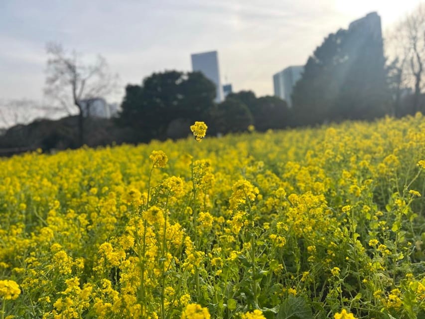 Hama Rikyu Gardens and Surroundings Guided Waking Tour - Key Takeaways