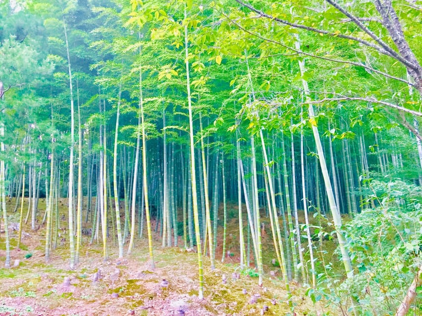 Kyoto, Arashiyama: Bamboo Grove Half-Day Private Guided Tour - Key Takeaways