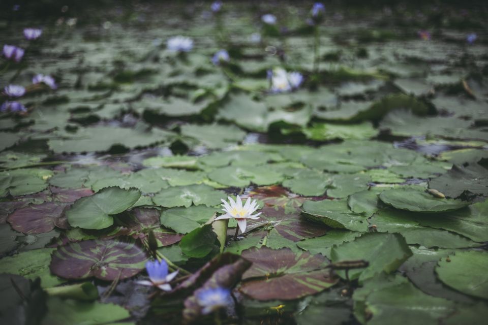 Kyoto/Kobe/Osaka: Arashiyama and Fushimi Inari Private Tour - Just The Basics