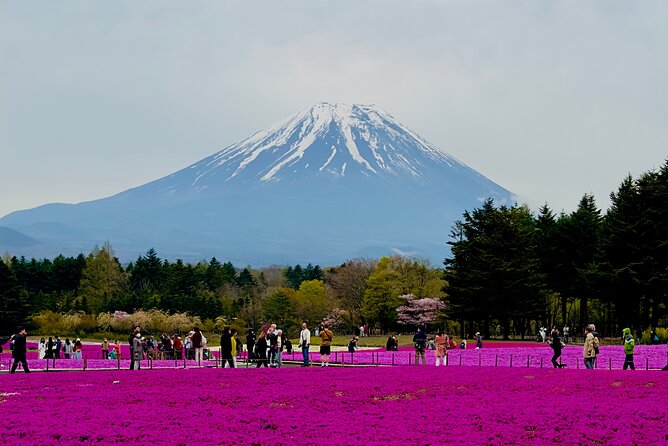 Mt. Fuji Cherry Blossom in Sakura Season Private Day Tour. - Just The Basics