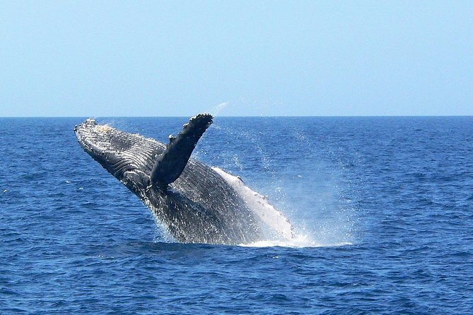 Okinawa Whale Watching From Naha - Key Takeaways
