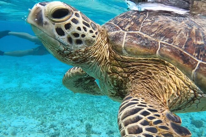 Private Swimming and Snorkeling Tour With Sea Turtles in Amami - Key Takeaways
