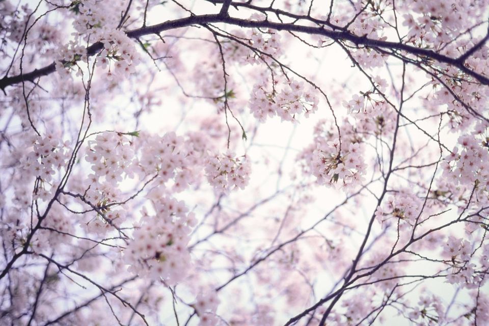 Tokyo Private Photo Tour With a Professional Photographer - Key Takeaways